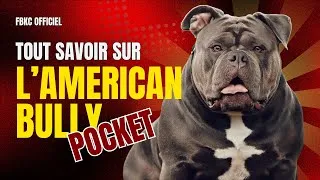 Miniature : Tout savoir sur l'American Bully Pocket – Guide complet 2025 (Tempérament, gabarit, conseils)