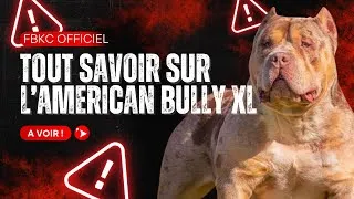 Miniature : Tout savoir sur l'American Bully XL 🐶💥 + les plus beaux chiens du moment 🔥