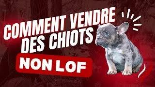Miniature : Comment vendre un chiot non LOF en toute légalité ? | Guide complet 🔍🐶