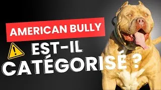 Miniature : L' American Bully est il catégorisé en France ? On vous explique tout 🚀