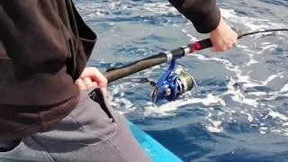 Miniature : TUNA RUN RUN !!!