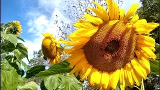 Miniature : La vie paisible à la fermette! Cultiver des légumes et élever des animaux en pleine nature. 🍎🌻🐝 #355
