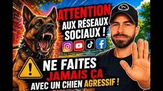 Miniature : Chien AGRESSIF : 3 Erreurs fatales à éviter absolument !