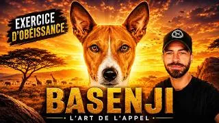 Miniature : Éducation du BASENJI : Comment travailler le RAPPEL avec un chien indépendant?