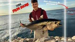 Miniature : TUNA FROM SHORE : J'AI PÊCHÉ UN THON DE 30 KG DU BORD