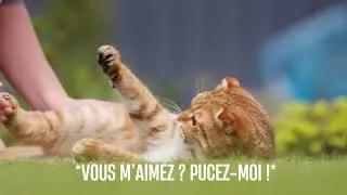 Miniature : En 2026, les chats se mobilisent pour leur identification !