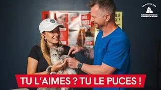 Miniature : Faut-il vraiment pucer son chat ? @NicoVeto  & @Deujna répondent !