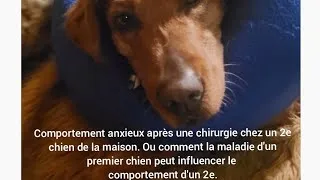 Miniature : Comportement anxieux après une chirurgie chez un 2e chien de la maison. 