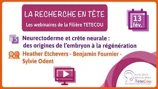 Miniature : Webinaire Recherche #5- Neurectoderme et crête neurale : des origines de l'embryon à la régénération