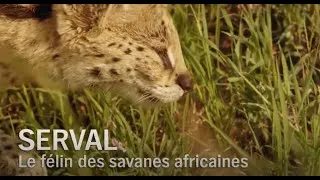 Miniature : Serval, Le Félin Des Savanes Africaines