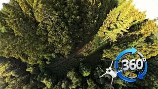 Miniature : élévation spirituelle au dessus d'une forêt en Bretagne [VR 360°]