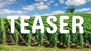 Miniature : TEASER - DES BULLES ET DU VIN - LA RÉVOLUTION CHAMPAGNE