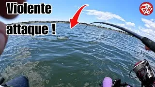 Miniature : J'enchaîne les GROS bars avec le MEILLEUR leurre pour la peche du bar !! Pêche du bar au leurre