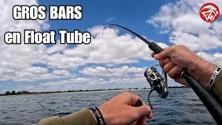 Miniature : Trouver le BAR MONSTRUEUX en float TUBE ! / pêche du bar aux leurres