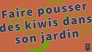 Miniature : Comment faire pousser et grimper des pieds de kiwi?