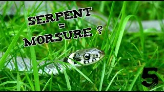 Miniature : SERPENT = MORSURE ? (Les indésirables #5)