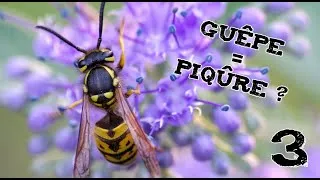 Miniature : GUÊPES = PIQÛRE ? (Les indésirables #3)