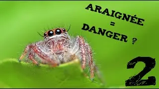 Miniature : ARAIGNÉE = DANGER ? (Les indésirables #2)