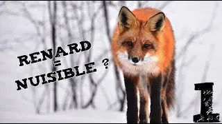 Miniature : RENARD = NUISIBLE ? (Les indésirables #1)