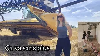 Miniature : MOISSON 2026 précocité : orge, colza : rendement. Volailles petit souci technique 