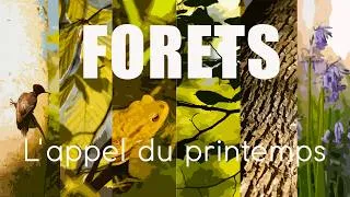 Miniature : FORETS - L'appel du printemps (court-métrage 🎬) V2