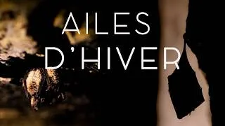 Miniature : Teaser - Ailes D'hiver (Court-Métrage) 🦇