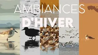 Miniature : Ambiances d'hiver en BAIE DE SOMME