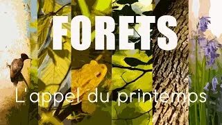 Miniature : FORETS - L'appel du printemps (court-métrage 🎬)