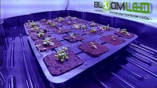 Miniature : Levée de semis en accéléré  (7jours)- Germination de graines sous lampe horticole LED SpectraLINE