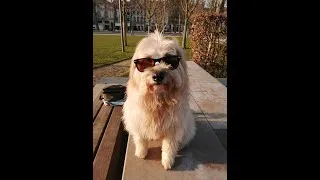 Miniature : Funny dog - RIP my dear Buffy