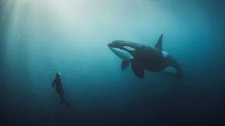 Miniature : Seul face à une orque sauvage (documentaire)