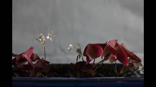 Miniature : Le réveil de l'oxalis (3h de pose)