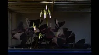 Miniature : Le réveil de l'oxalis essai 3