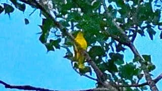 Miniature : Chant Loriot d'Europe Loriot Jaune / Golden Oriole Singing