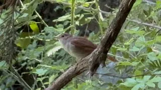 Miniature : Chant Nocturne Rossignol Philomèle & Bruit de la Rivière / Nightingale & River Sounds at Night