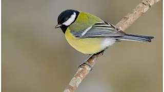 Miniature : Cri d’Alarme de la Mésange Charbonnière en Hiver - Great Tit