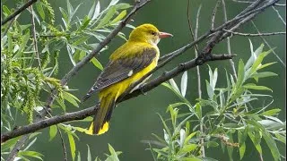 Miniature : Chant du Loriot d'Europe, Loriot Jaune a l’Aube / Golden Oriole Singing At Dawn