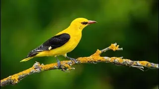 Miniature : Loriot d'Europe, Loriot Jaune Chant / Golden Oriole Singing