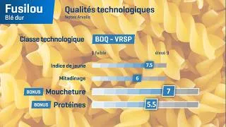 Miniature : 𝗙𝗨𝗦𝗜𝗟𝗢𝗨 : le blé dur VRSP, recommandé par les Semouliers et Pastiers