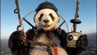 Miniature : Les débuts de Pandi en paramoteur électrique ⚡🪂🐼