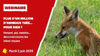 Miniature : Plus d'un million d'animaux tués pour rien chaque année ? On vous explique