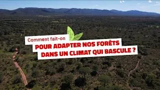 Miniature : Comment adapter nos forêts dans un climat qui bascule ? : témoignages
