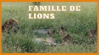 Miniature : Le lion