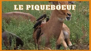 Miniature : Le piqueboeuf à bec rouge