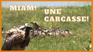 Miniature : Le vautour africain