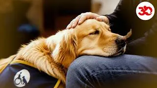 Miniature : Toundra : ce chien réconforte les victimes !