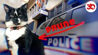 Miniature : PRUNE : le chat POLICIER 🚨😺