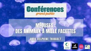 Miniature : Méduses : des animaux à mille facettes