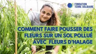 Miniature : RESTAURER LA BIODIVERSITE SUR UN SITE POLLUE : L'HISTOIRE DE FLEURS D'HALAGE SUR L'ÎLE-SAINT-DENIS