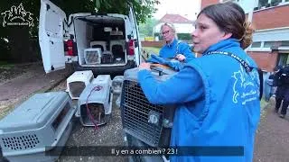 Miniature : La FBB sauve 23 chiens entassés dans un appartement insalubre​